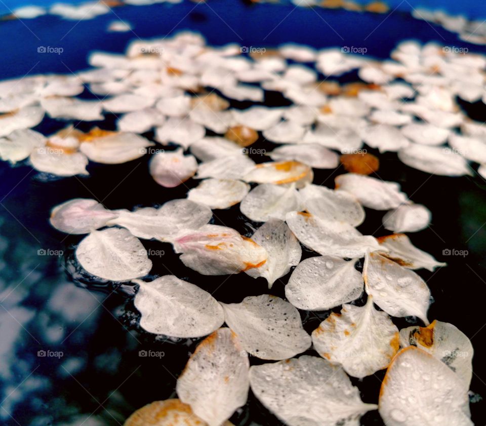 Petals falls into the water container