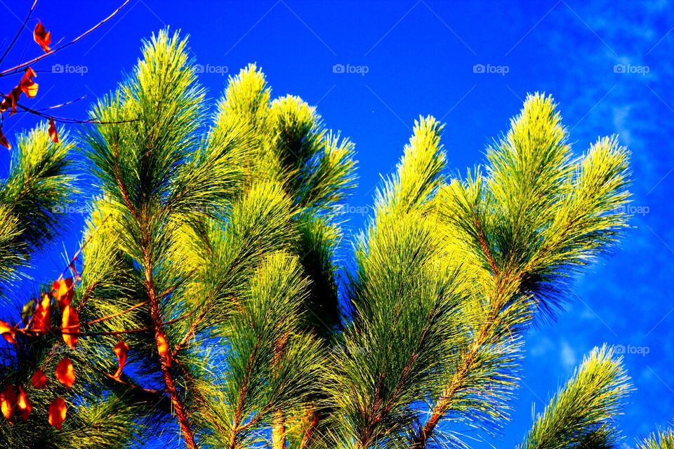 Pines and sky