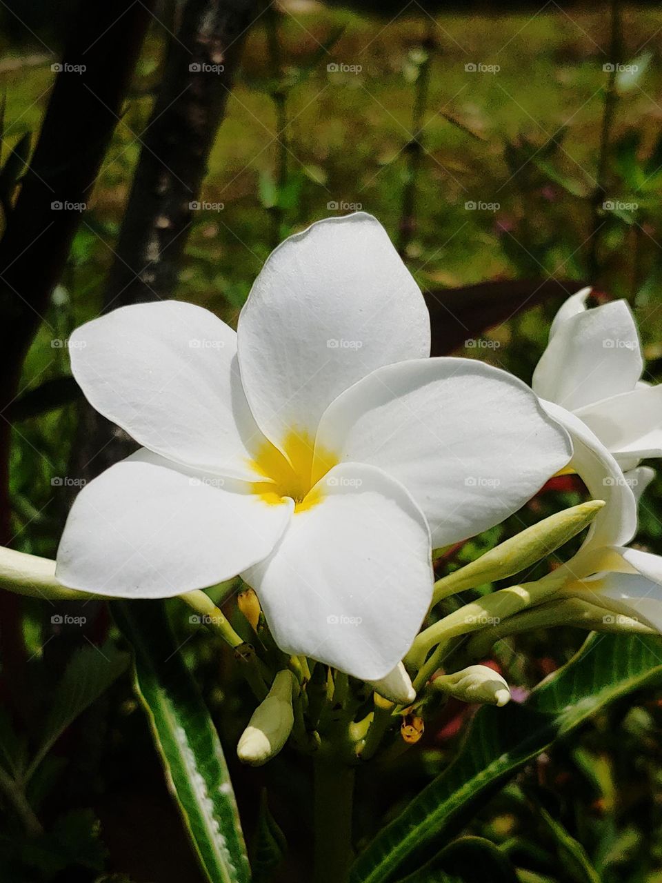 flowers captured