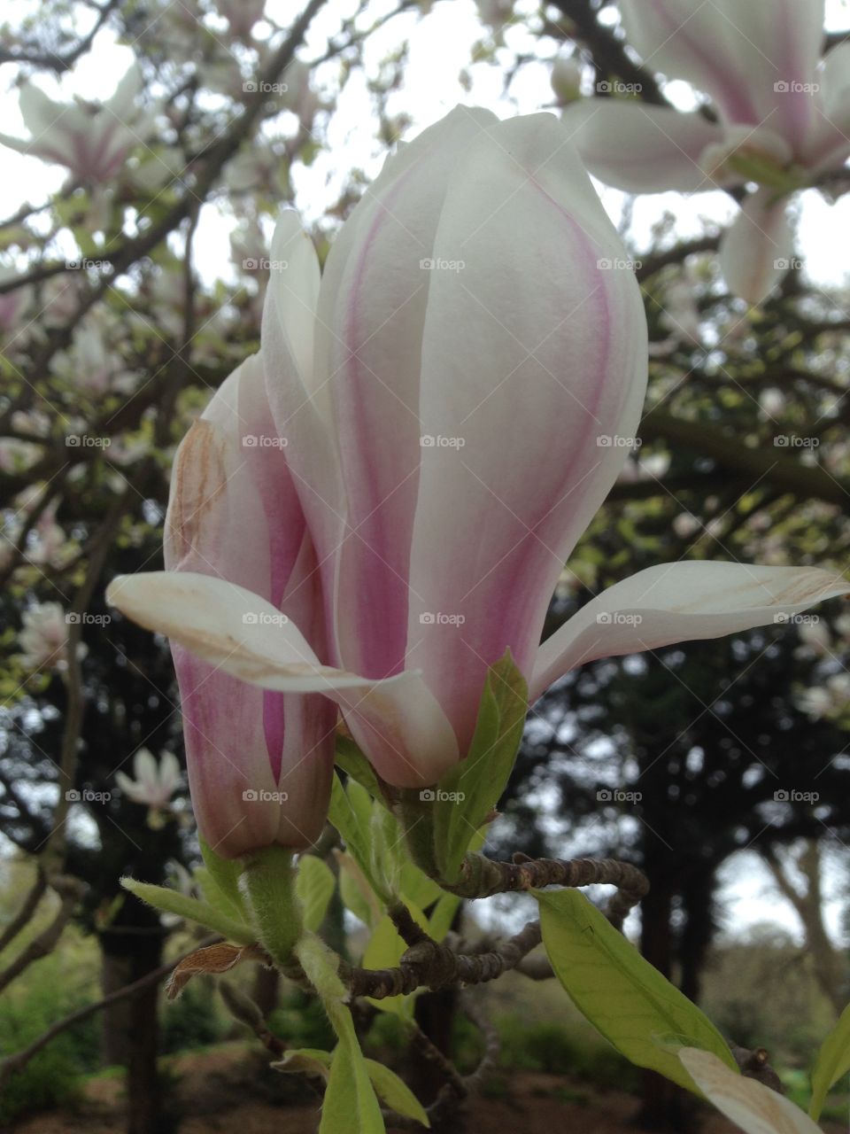 Magnolia 