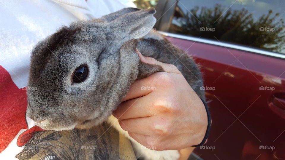 holding rabbit