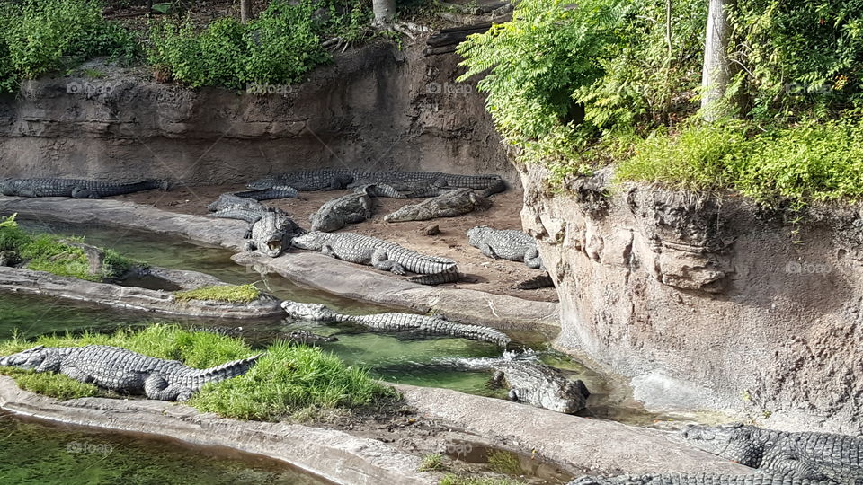 A gathering of Nile Crocodile cool themselves by the water at Animal Kingdom at the Walt Disney World Resort in Orlando, Florida.