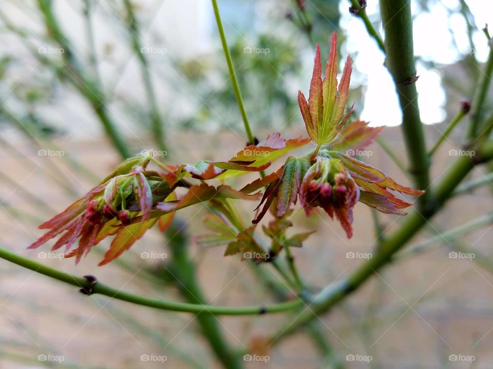 Japanese maple