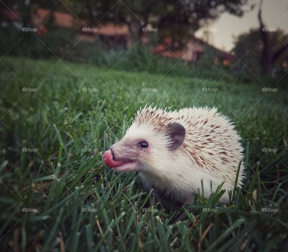 young hedgehog outdoors licking his lips
