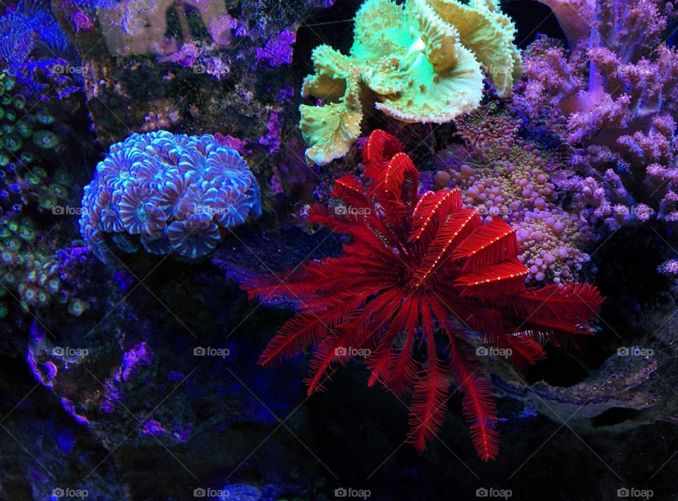 Red Feather Star