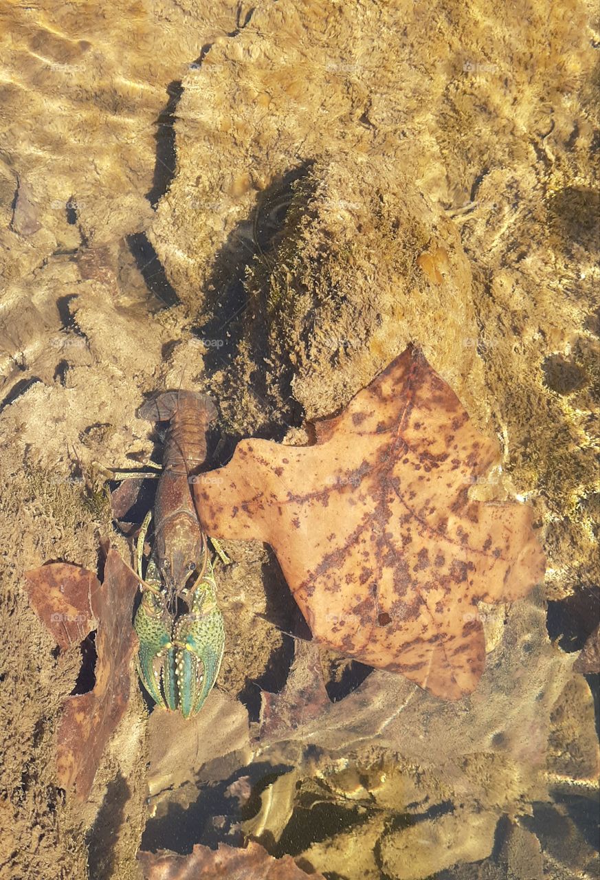 Green Clawed Crayfish
