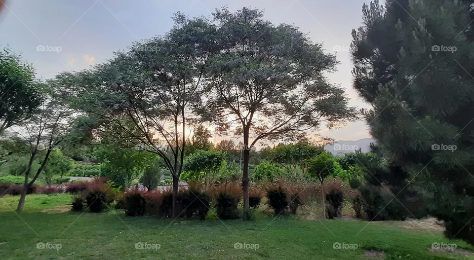 nature