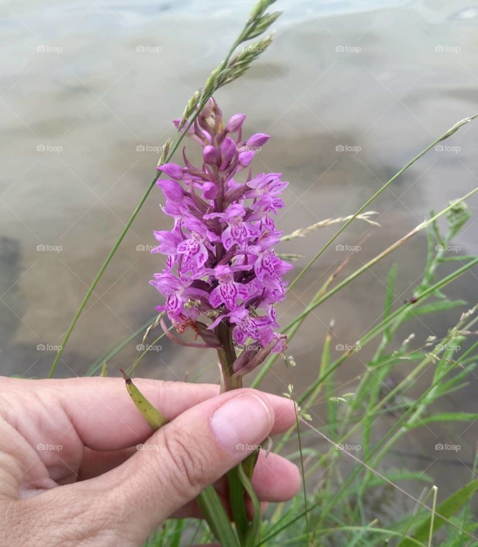 purple wild flowers in hand on a lake shore summer time