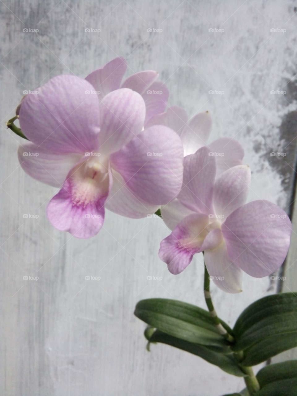 pinky orchid flower