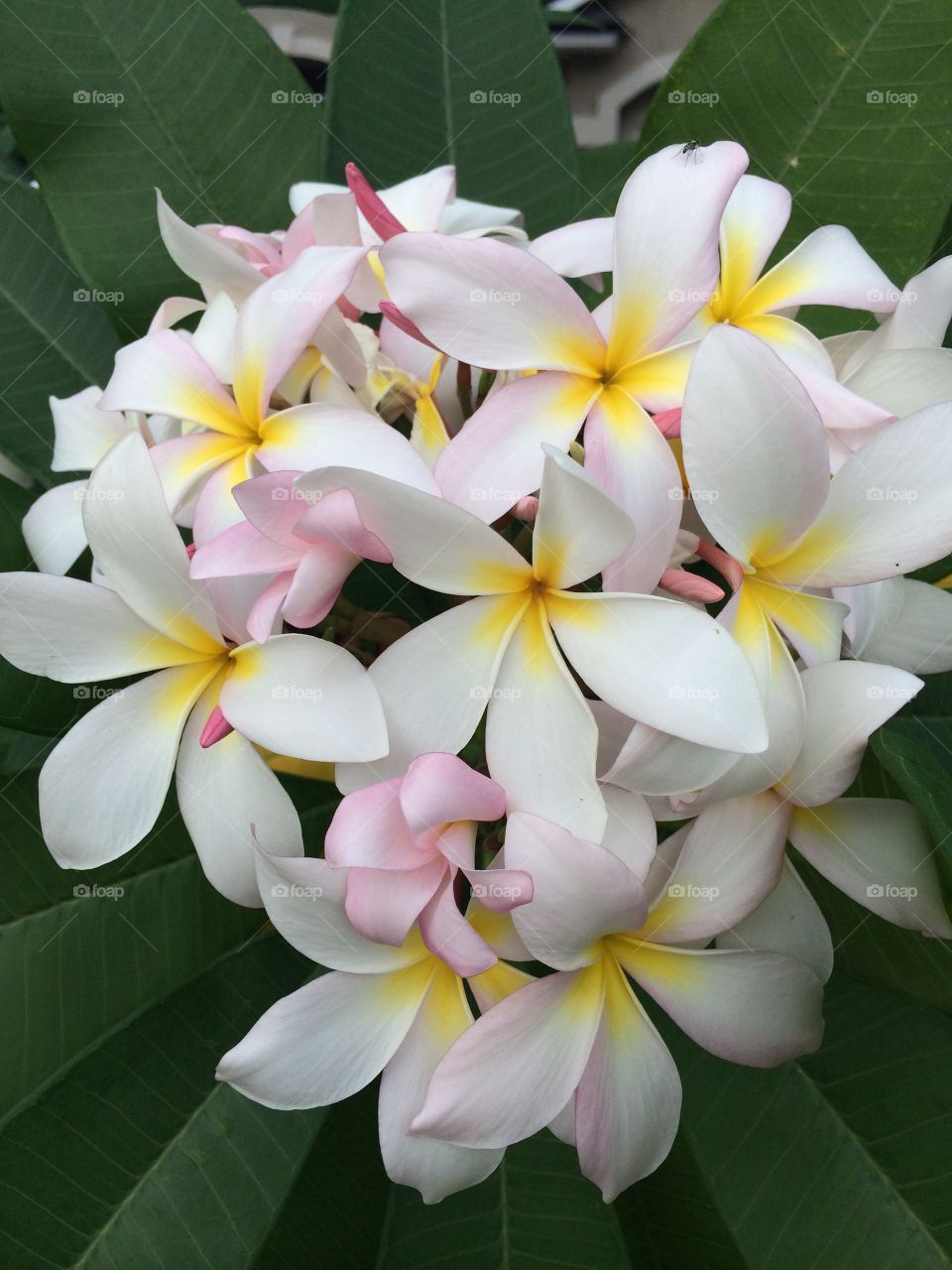 Plumeria flowers on tree white, yellow and pink colored. 