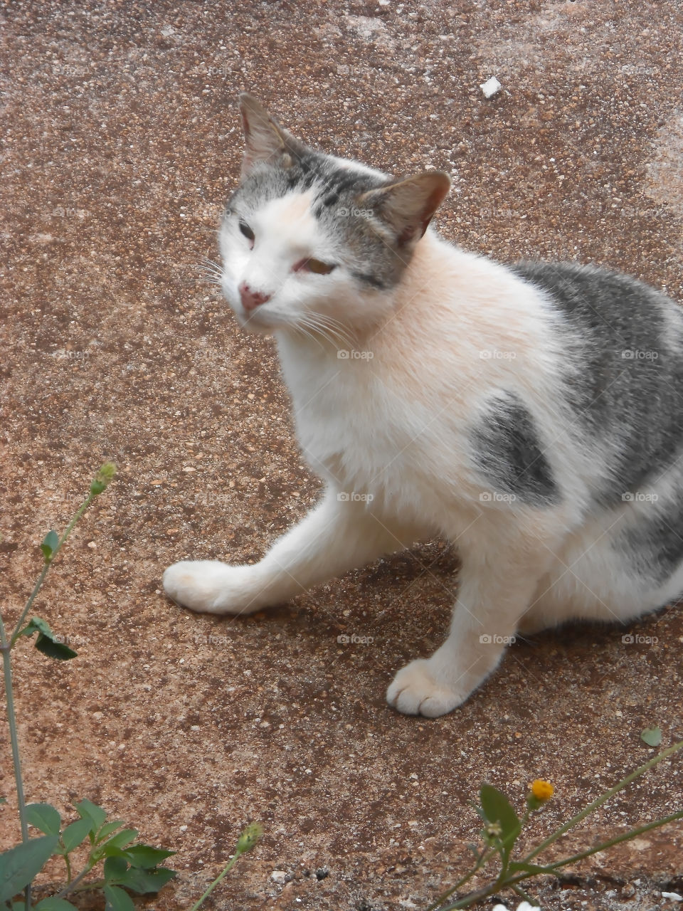 Black, Grey, and White Cat