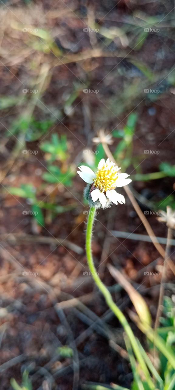 India ayurveda plant