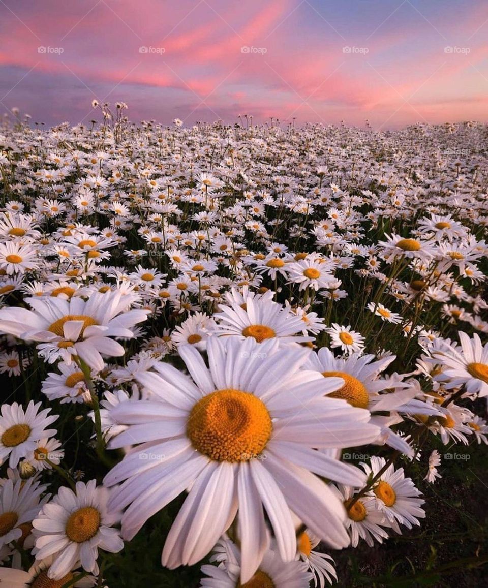 beautiful unique natural flowers