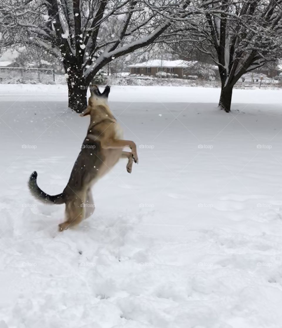 Playing in snow