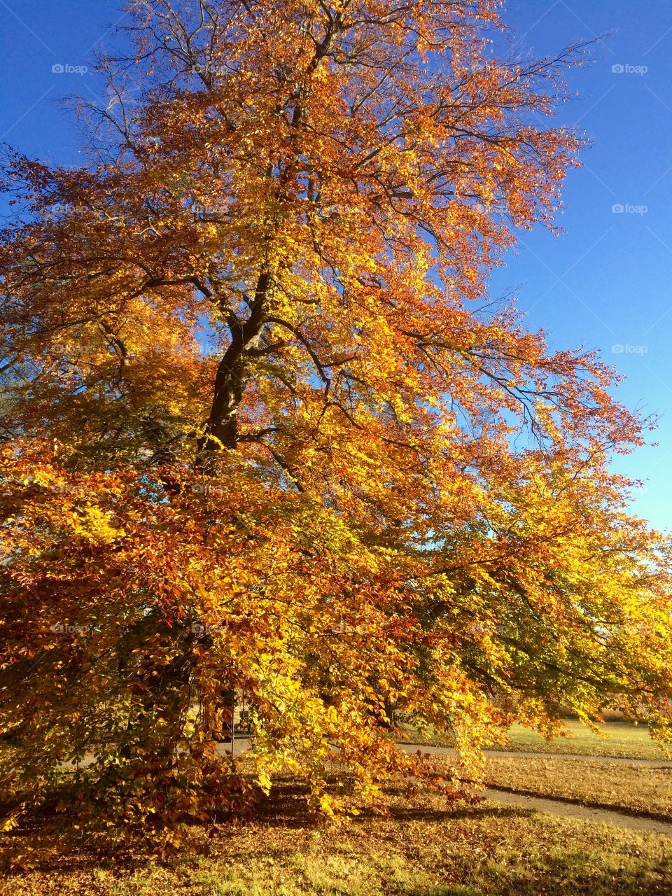 Autumn tree at park