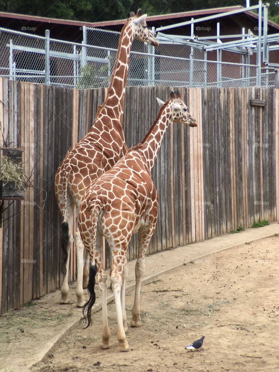 Giraffes at Zoo