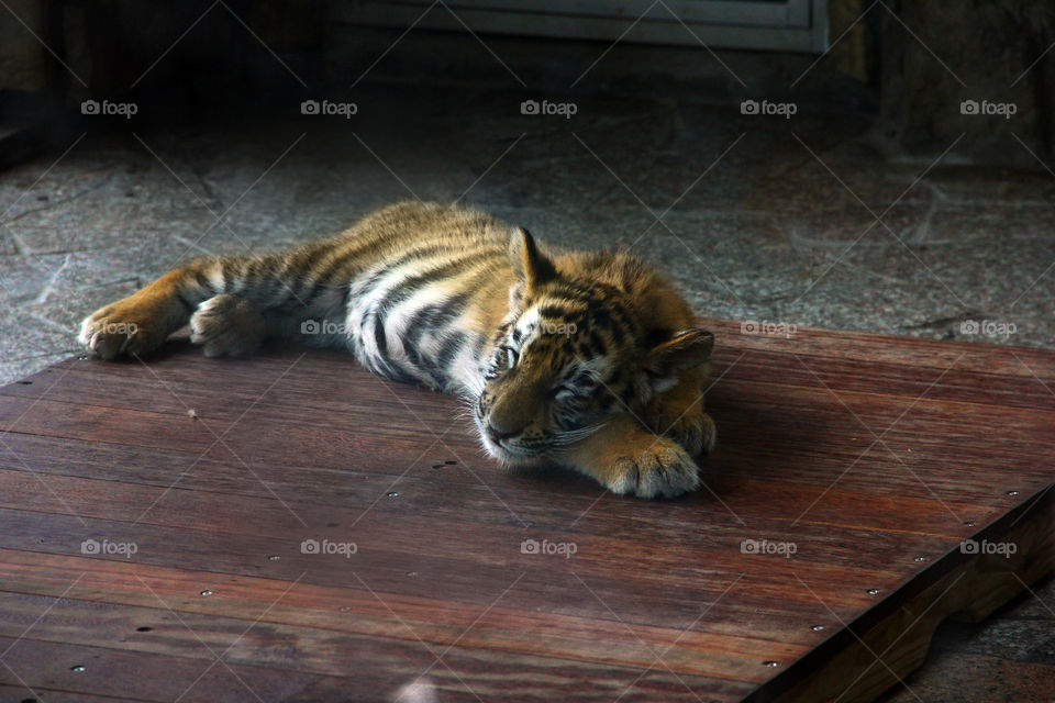 Sleeping tiger cub