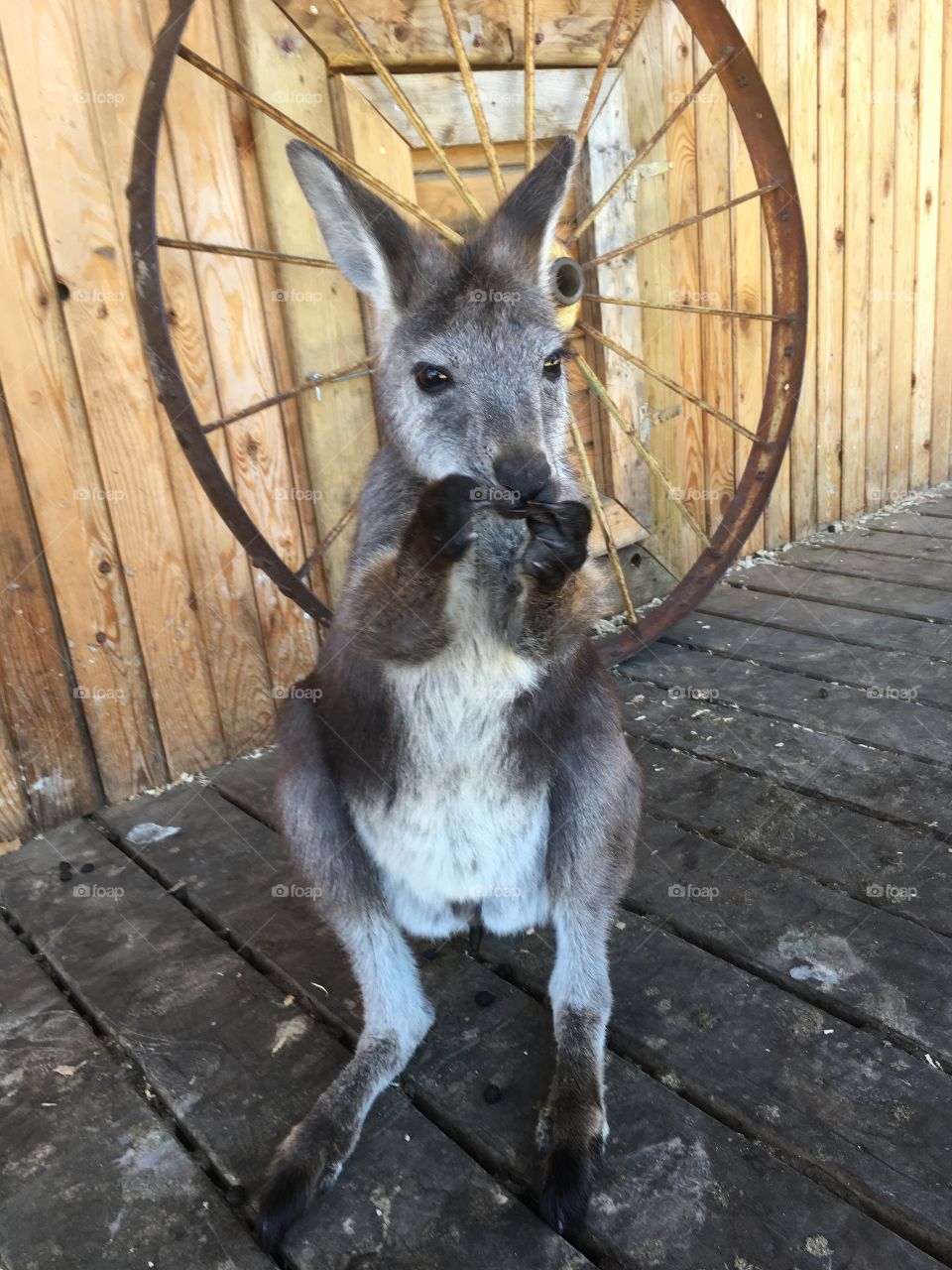 Kanagroo and wagon wheel