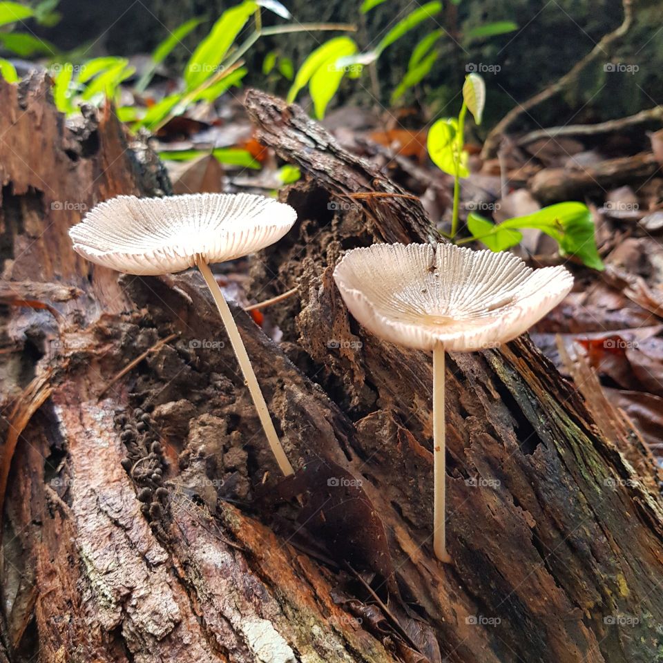 Mushroom in forest