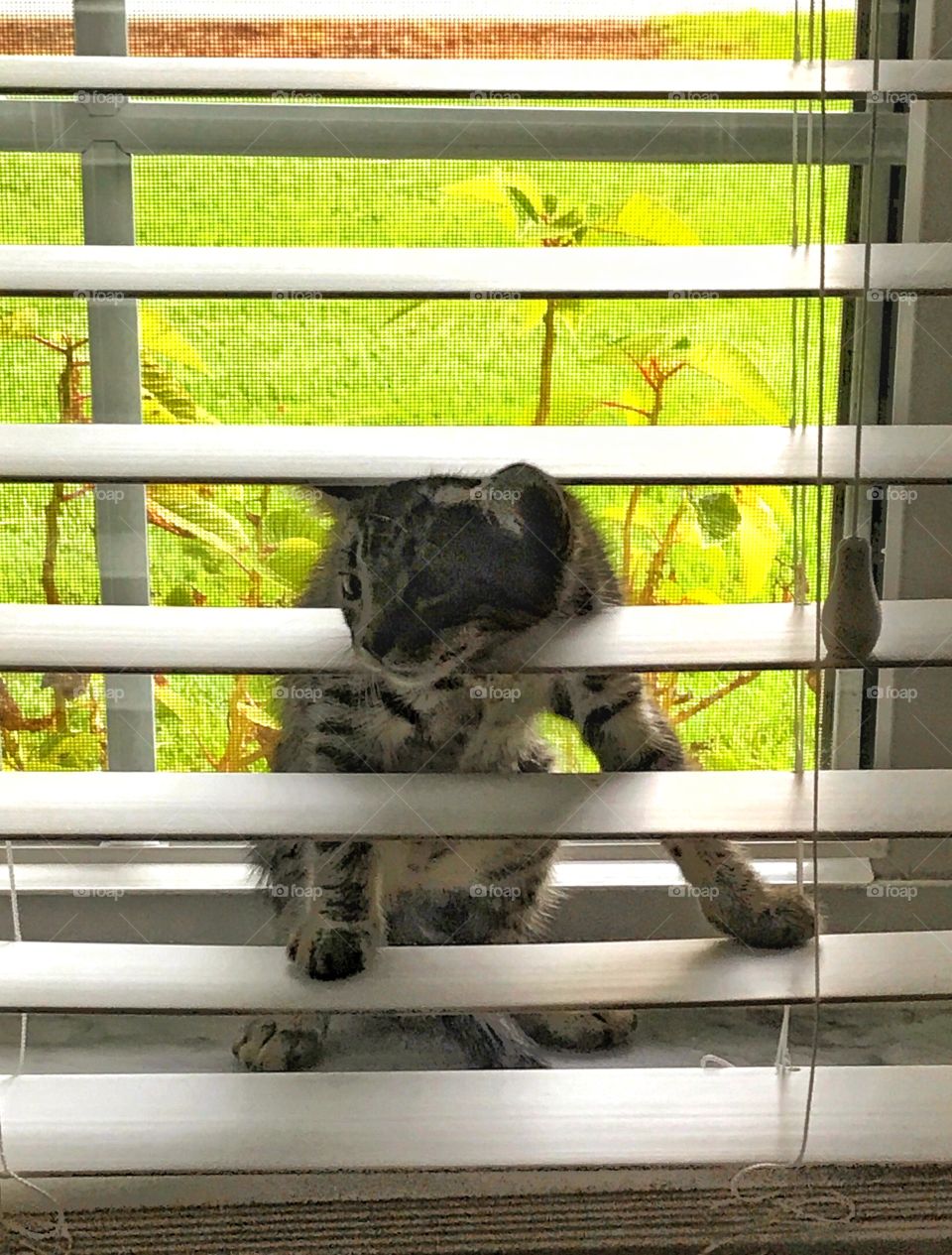 Kitten stuck in the blinds