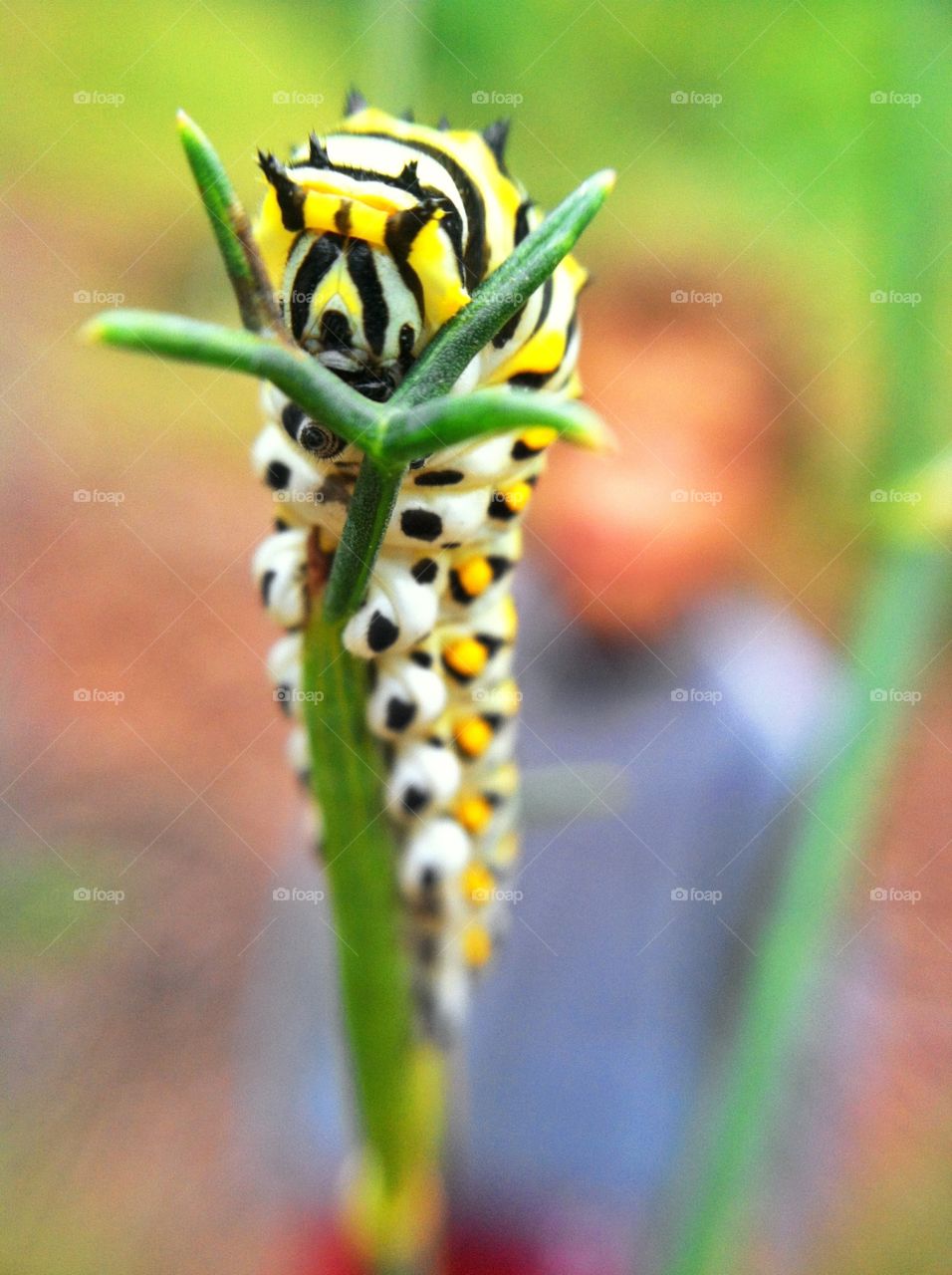 Black Swallowtail Caterpillar