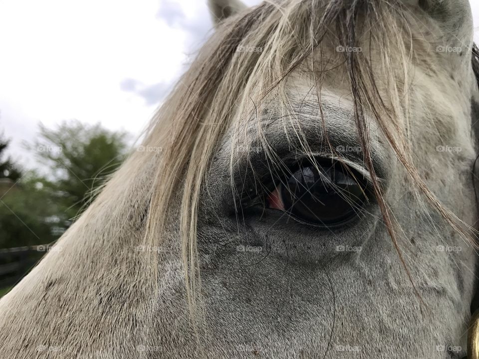 Horse closeup 