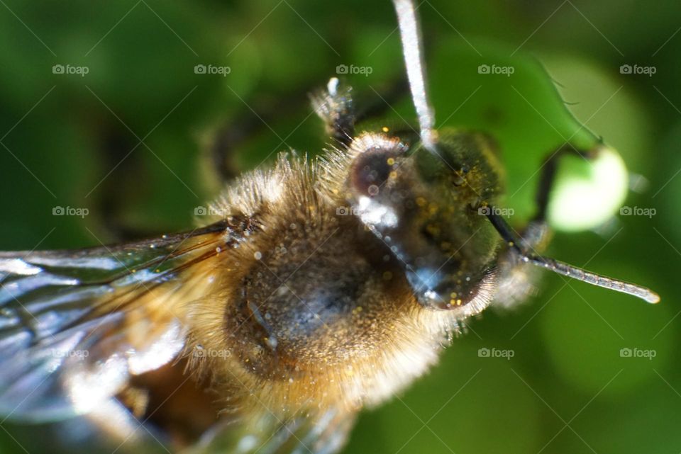 Bee#insect#macro#detail#nature