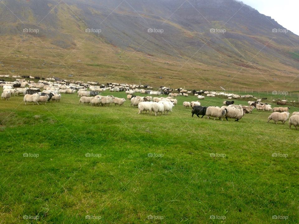 Sheep herding day