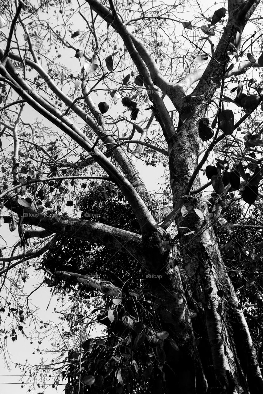 branch tree black white