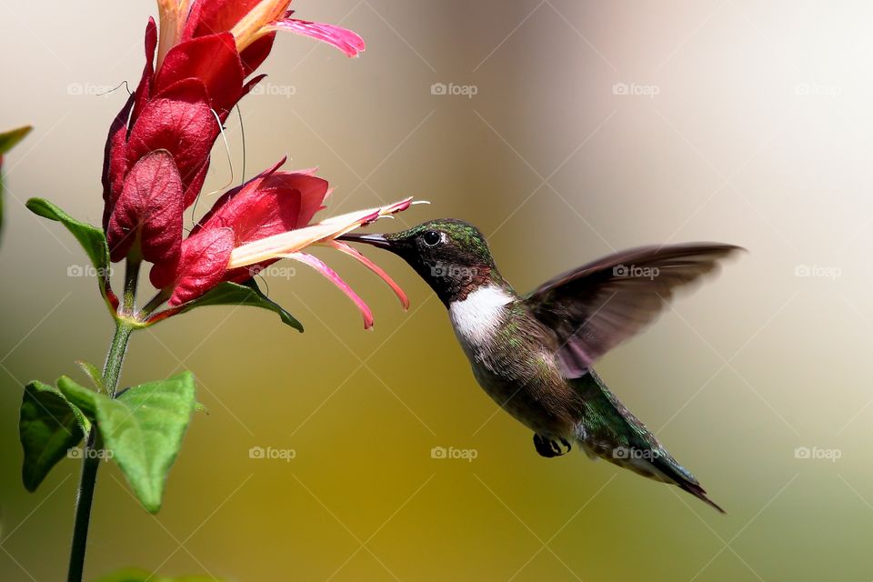 ruby-throated hummingbird
