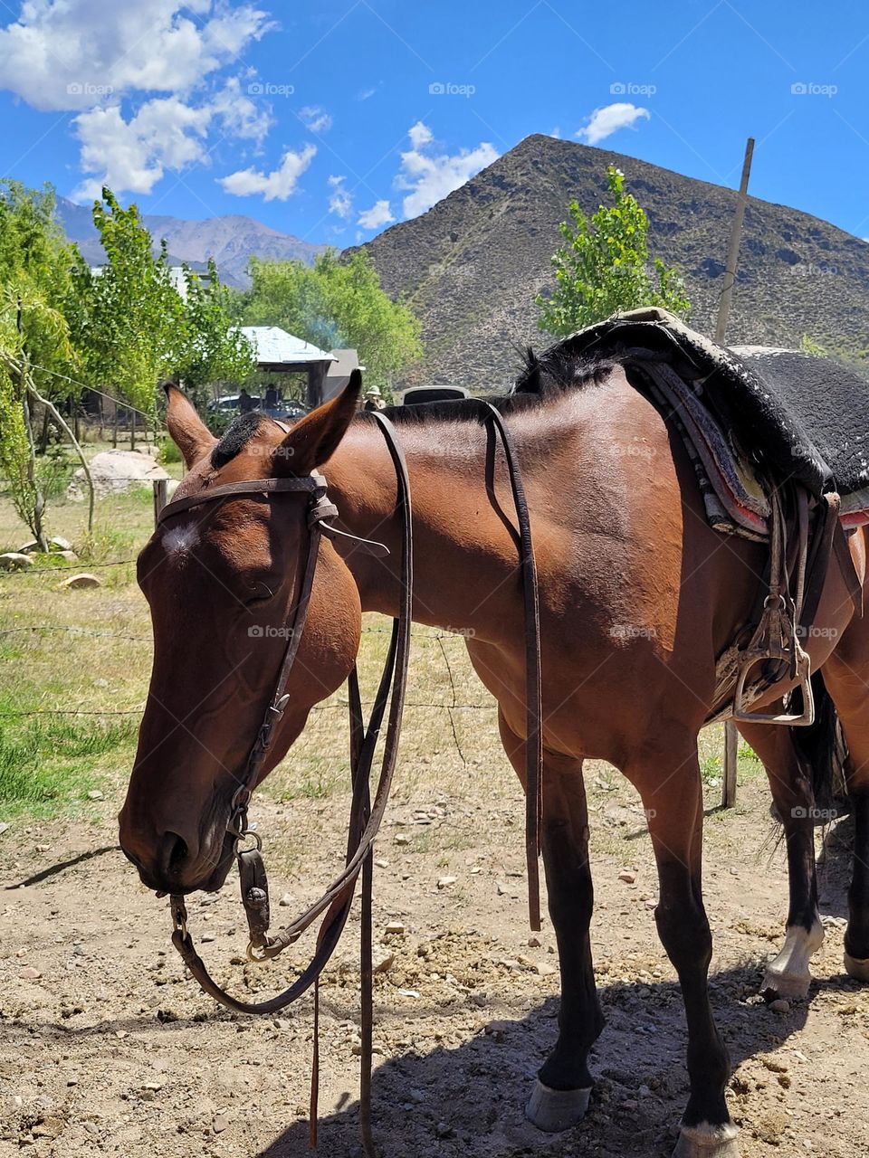 caballo y montaña