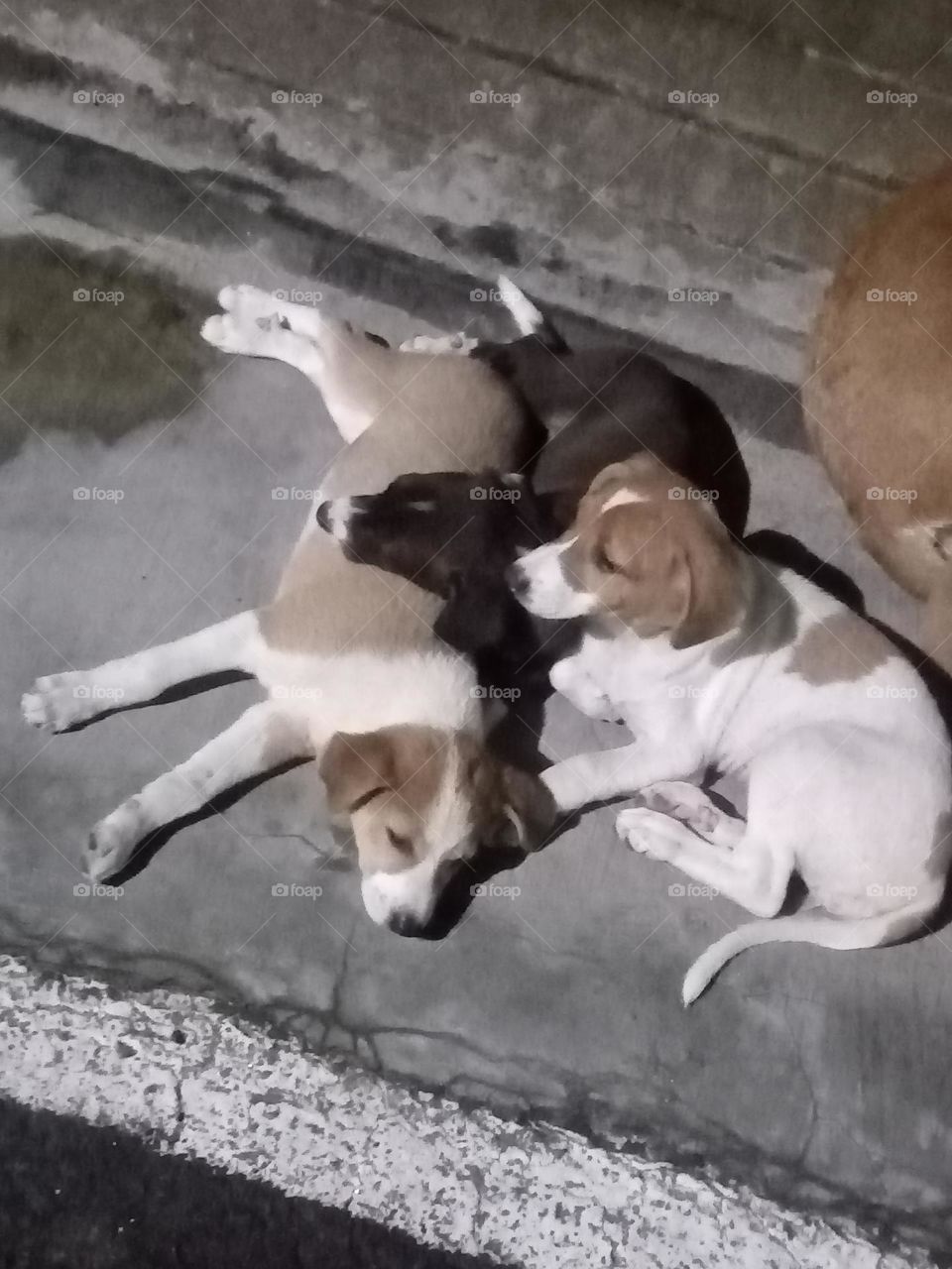 ravarma  Puppies, Varieties, Rest