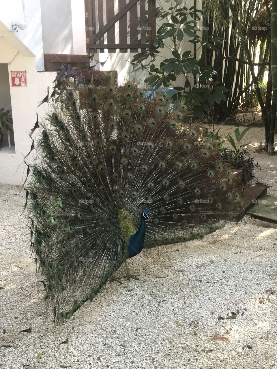 Peacock showing off