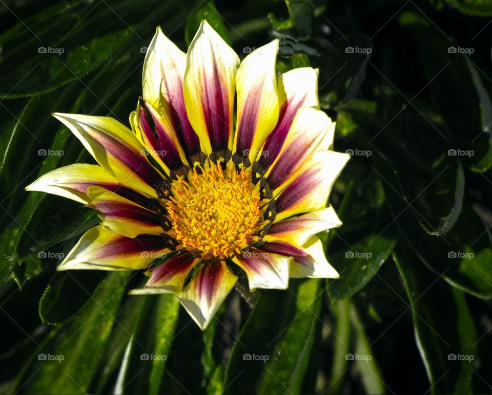 Sunburst  flower 