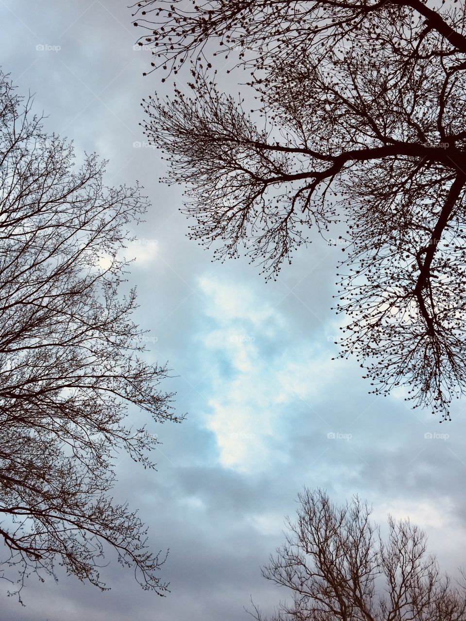 Newly budding trees framing a patch of clearing, bright, blue sky amidst clouds