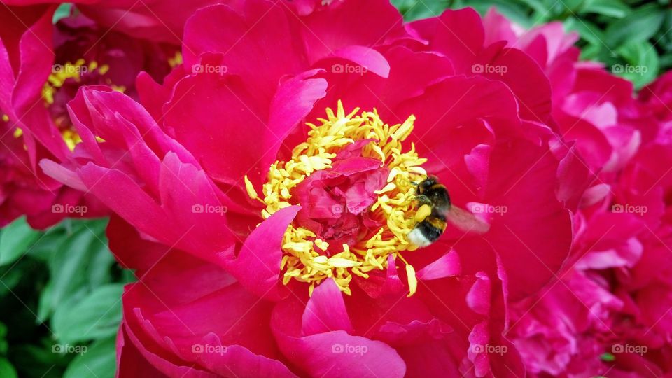 Bumblebee on a peony flower