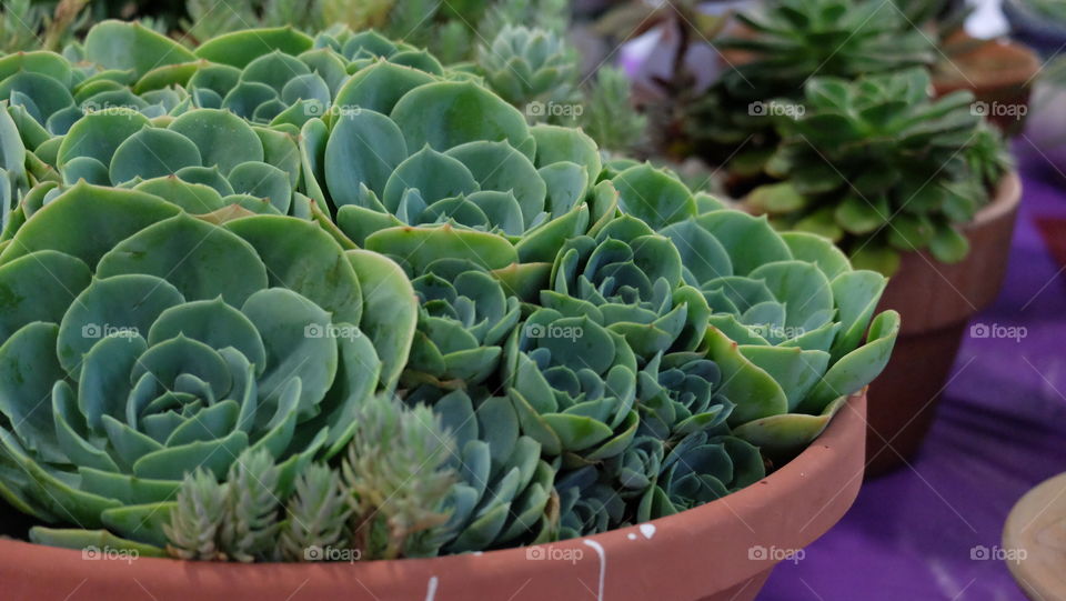 Succulents in a pot