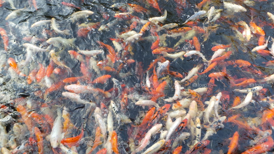 a spectacle to be seen. hungry  koi carp  crowding together at feeding time.