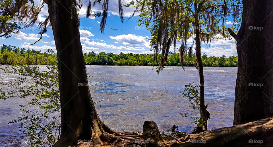 Down by the River- A view of the Savannah River halfway through the trail of the Savannah River Bluffs Heritage Preserve.