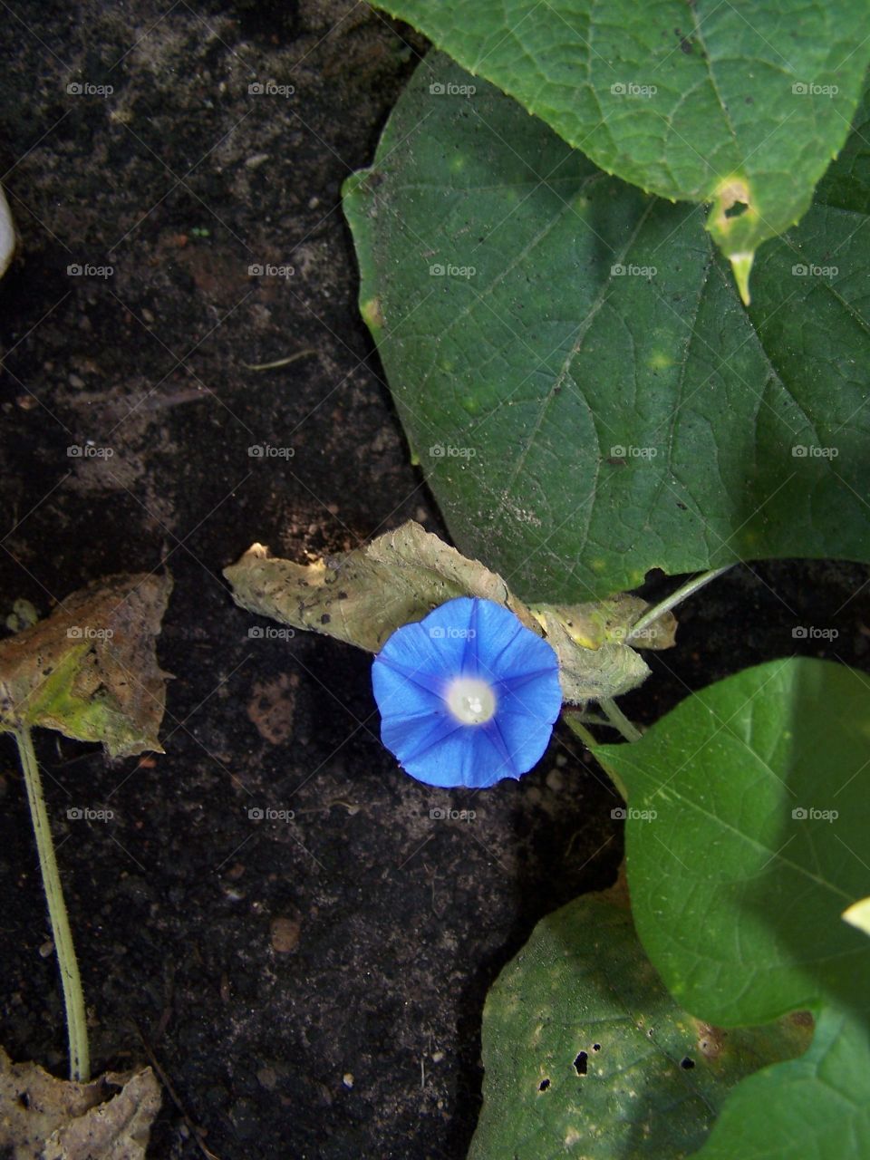 Cucumber blossom
