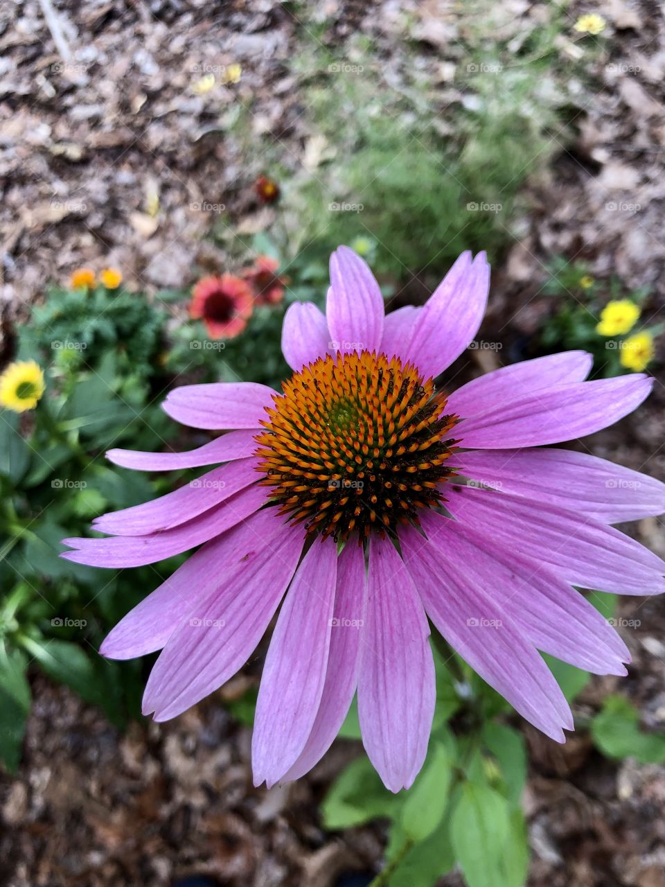 Pink coneflower portrait 