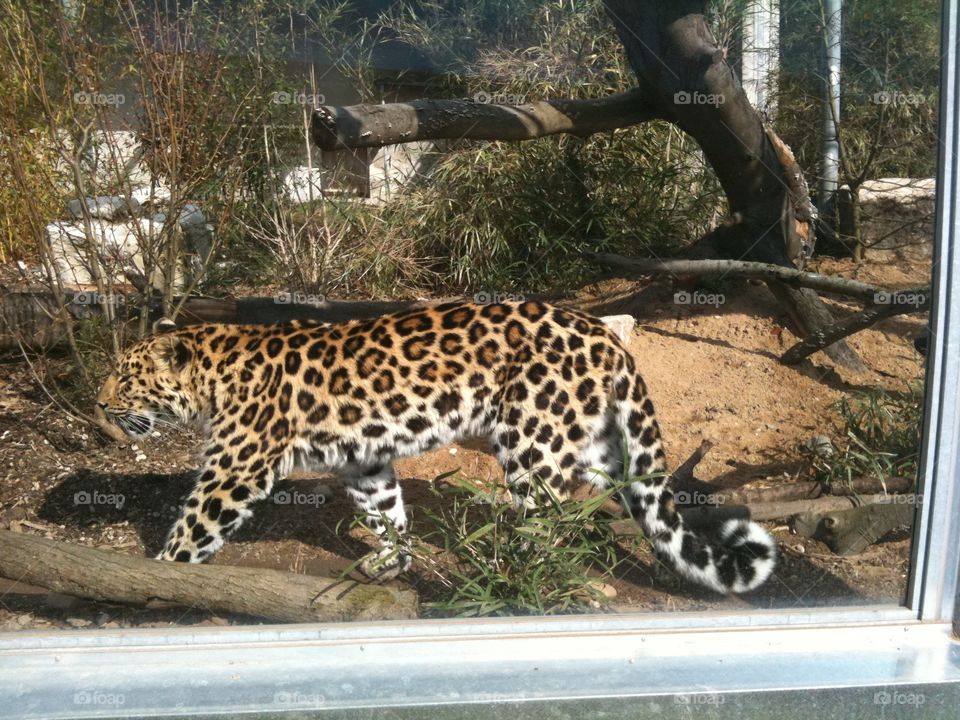 Beautiful creature in Lyon zoo in France !