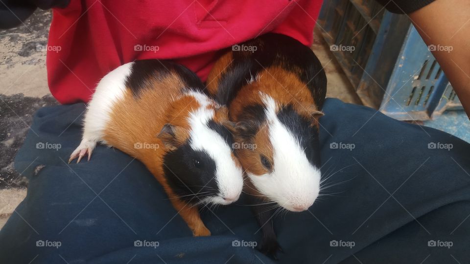 The guinea pig or domestic guinea or domestic cavy is a species of rodent belonging to the family Caviidae and the genus Cavia.
I found in Nepal.