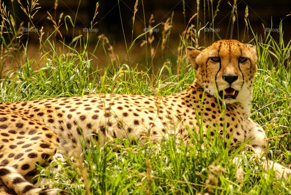 Cheetah taking a break in the Denver Zoo