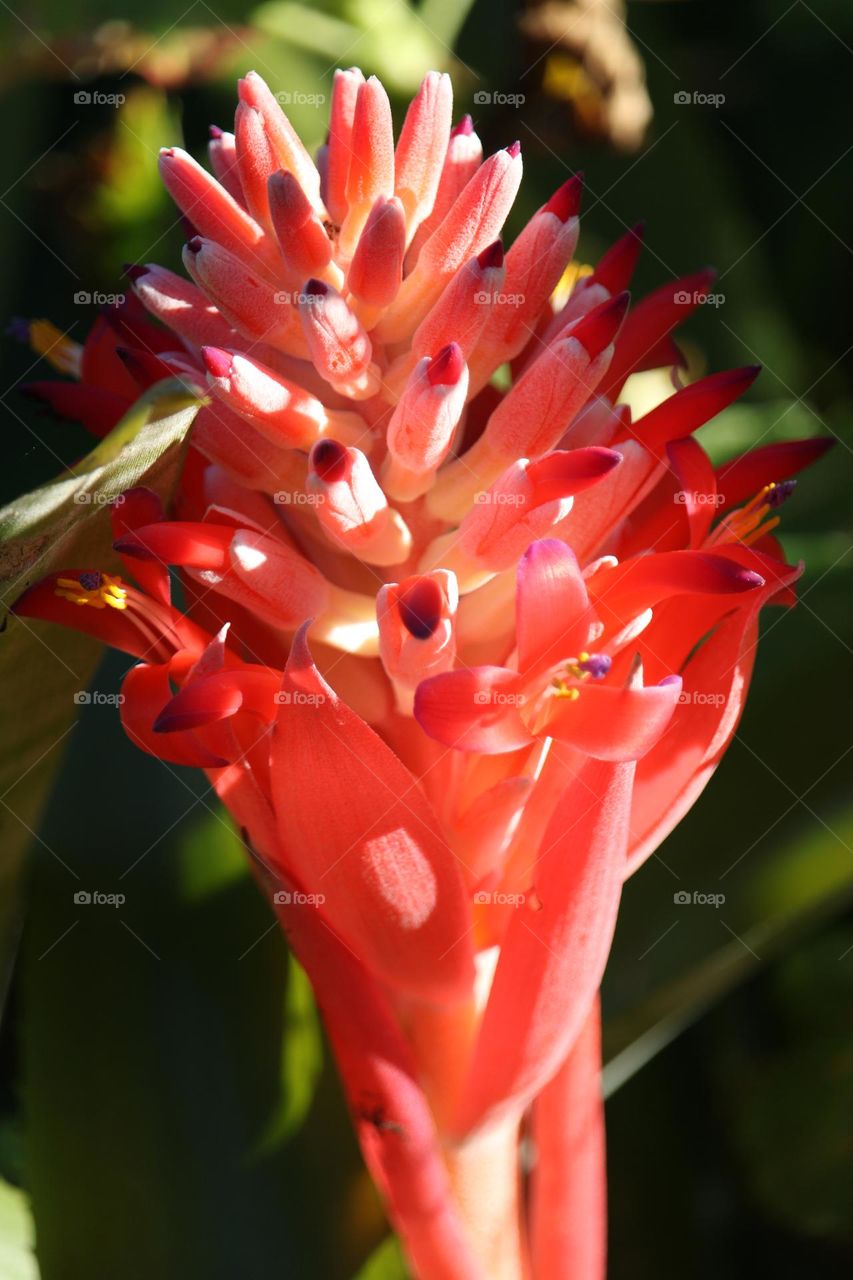 A close up of a flaming torch flower