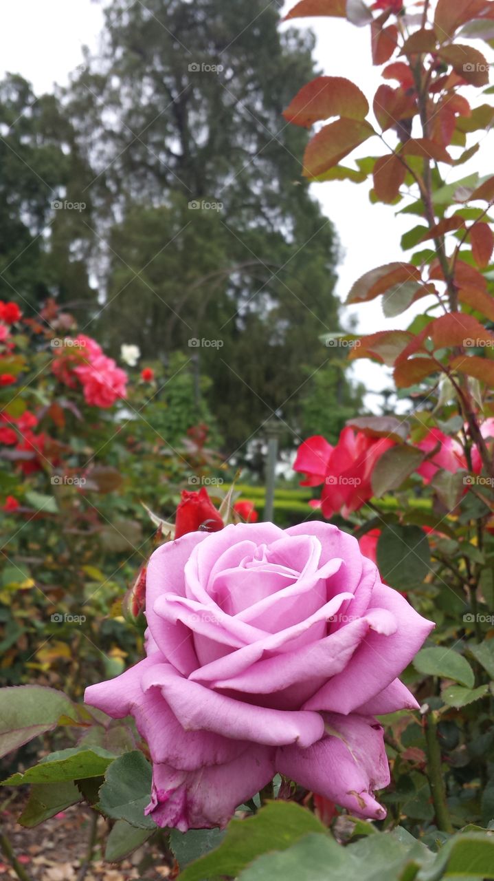 pink flowers in garden