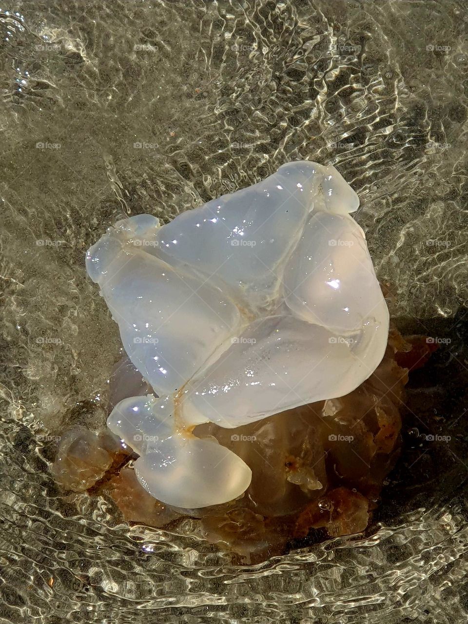 Jellyfish partly devoured