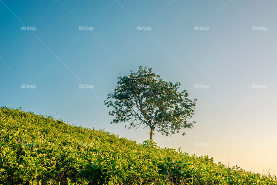 one point of the tree of life