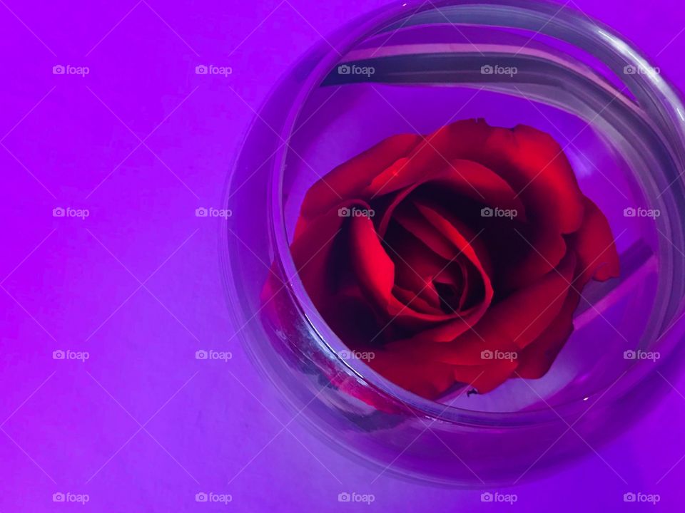 Single rose under the light