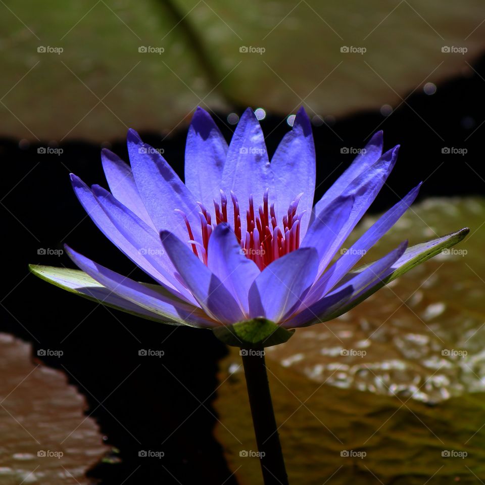 lotus